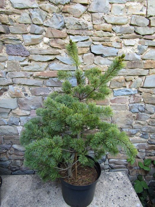 Pinus parviflora  arakawa, rough bark Japanese white pine 10L 90-100x up to 80cm  Photo example taken 16.05.25