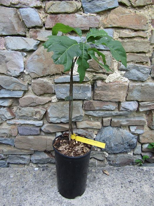 Quercus acerifolia, maple leaf oak 1.4L or 2L rose pot 35-40cm, seed grown