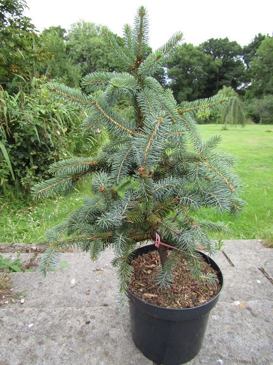 Picea crassifolia, Qinghai spruce  7.5L 65-75cm