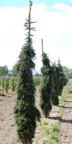 Abies nordmanniana pendula .3L 45-55cm UNDER REVIEW Abies nordmanniana pendula .3L 45-55cm UNDER REVIEW