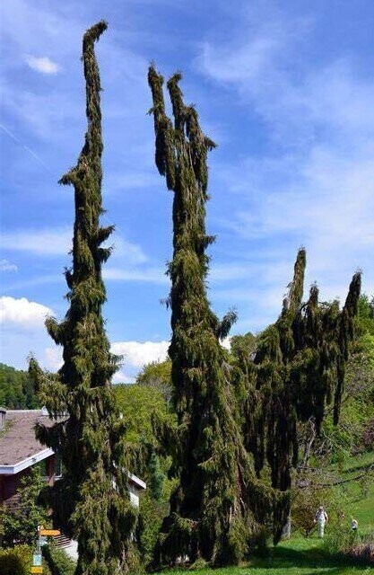 Sequoiadendron giganteum pendulum 7.5L 95-100cm UNDER REVIEW