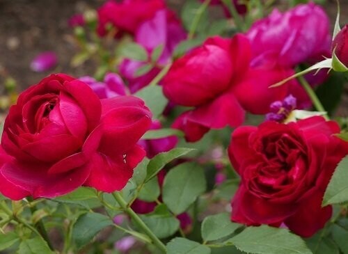 Rosa Darcey Bussell, 4L low graft was 80-90cm, now pruned back close to base with new shoots . Rosa Darcey Bussell, 4L low graft was 80-90cm, now pruned back close to base with new shoots .