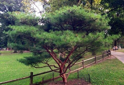 Pinus densiflora, Japanese red pine,  15L 130-140cm EXACT ITEM OFFER