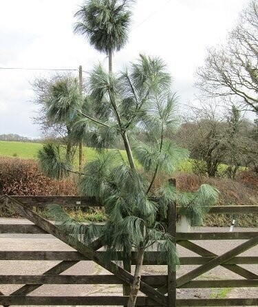 Pinus schwerinii 18.5L 125-135cm