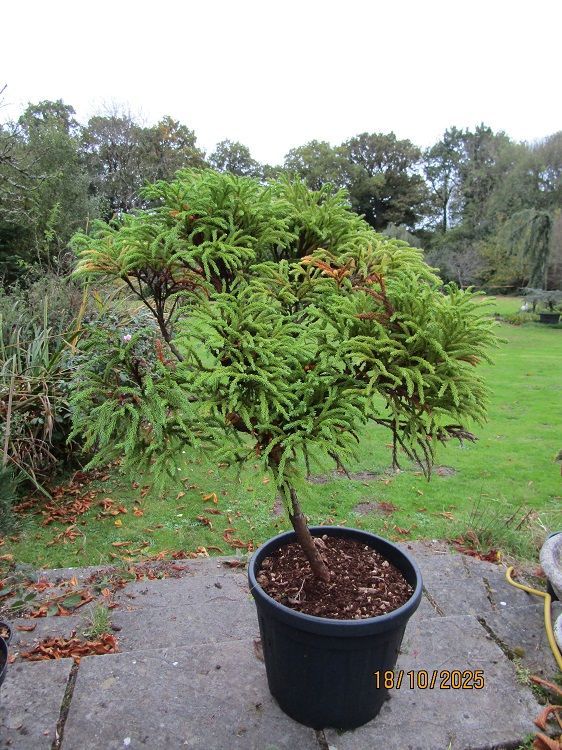 Cryptomeria japonica globosa nana, 43L 100-105x100cmUNDER REVIEW