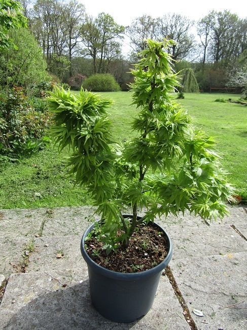 Acer palmatum mikawa yatsubusa, Japanese maple 10L 58-65x53cm EXACT ITEM PHOTOS Acer palmatum mikawa yatsubusa, Japanese maple 10L 58-65x53cm EXACT ITEM PHOTOS