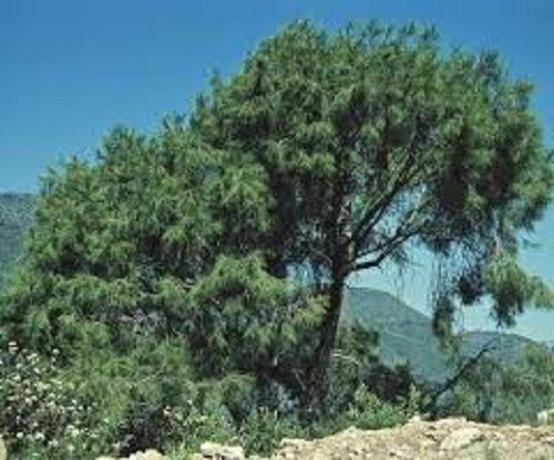 Pinus pinceana, Pince’s pine/weeping pinyon pine 3L 50-55cm Pinus pinceana, Pince’s pine/weeping pinyon pine 3L 50-55cm