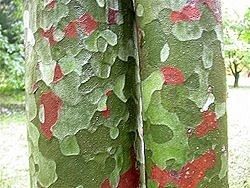 Pinus bungeana, lacebark pine 30-40cm