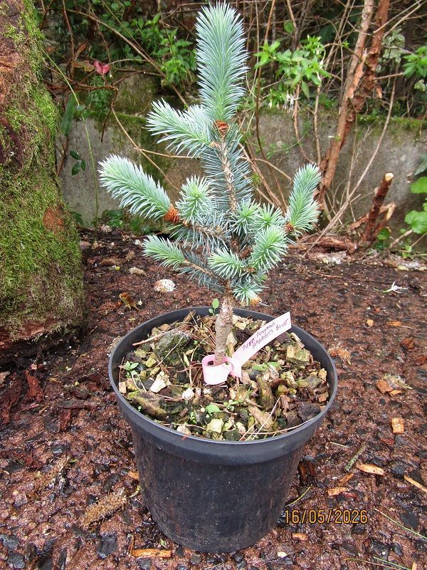 Picea pungens Barabit's blue 3L 27-35cm ONE ONLY
