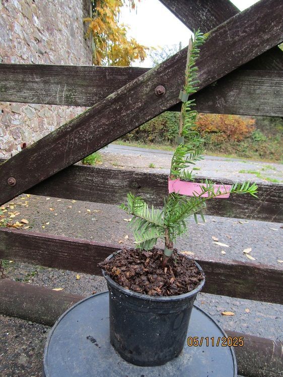 Taxus chinensis, Chinese yewtree, 2L 60-70cm