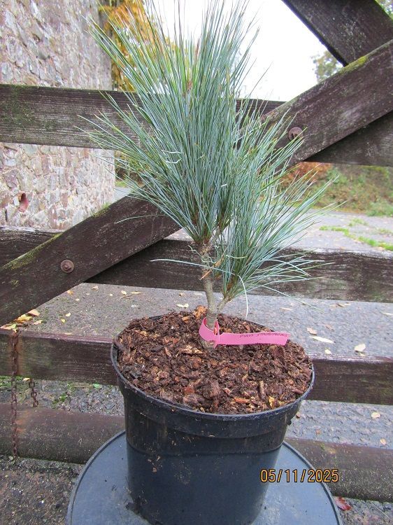 Pinus strobiformis, Chihuahua White Pine 5L 35-40cmUNDER REVIEW