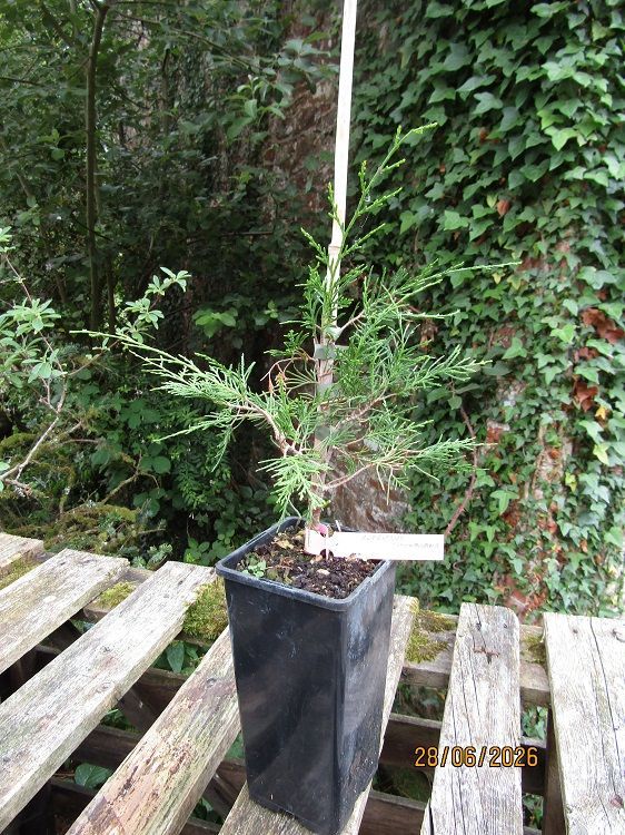 Cupressus Chengiana, Cheng cypress 2L rose pot 35-45cm