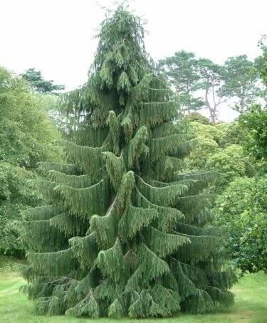 Picea smithiana, Morinda, 27-35cm