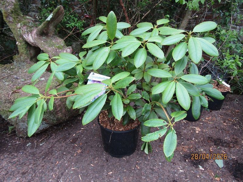 Rhododendron Lees dark purple 15L 60-70x110cm EXACT ITEM OFFER