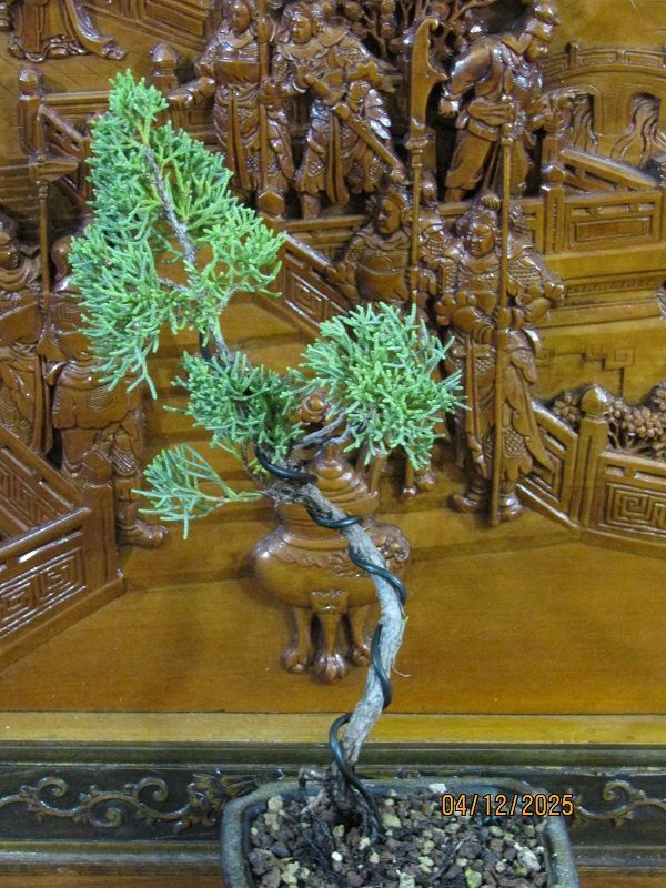 Juniperus chinensis itoigawa bonsai 27cm