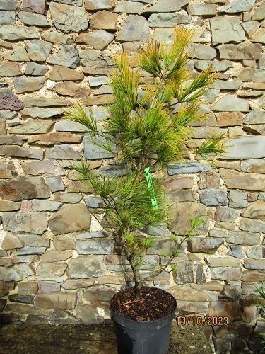 Pinus strobus Louie 7.5L 118-125x60 cm Pinus strobus Louie 7.5L 118-125x60 cm