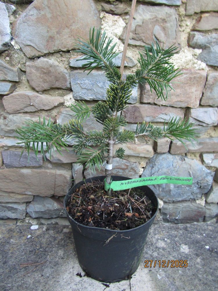Abies equi-trojani 30-35cm