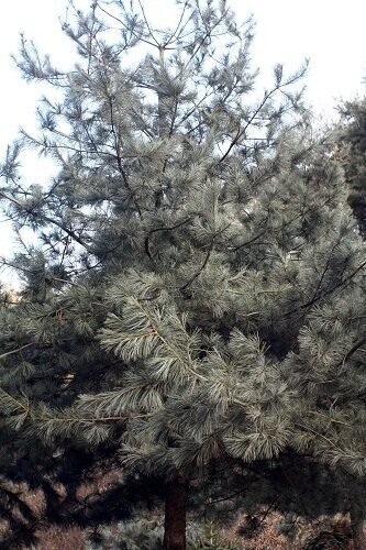 Pinus koraiensis, Korean pine 5L 80-90cm @ 10yrs old