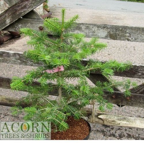 Abies cephalonica (Greek fir) 75-85cm iro 15yrs old