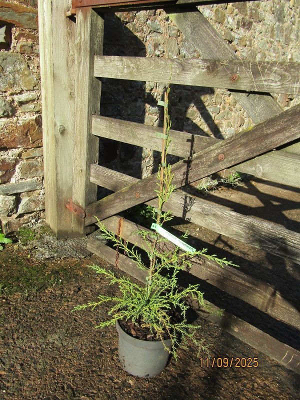 Fitzroya cupressoides, Patagonian cypress P9 25-35cm