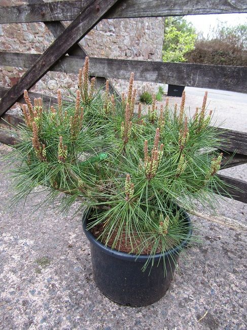 Pinus densiflora Haybud 20L 60-65x65