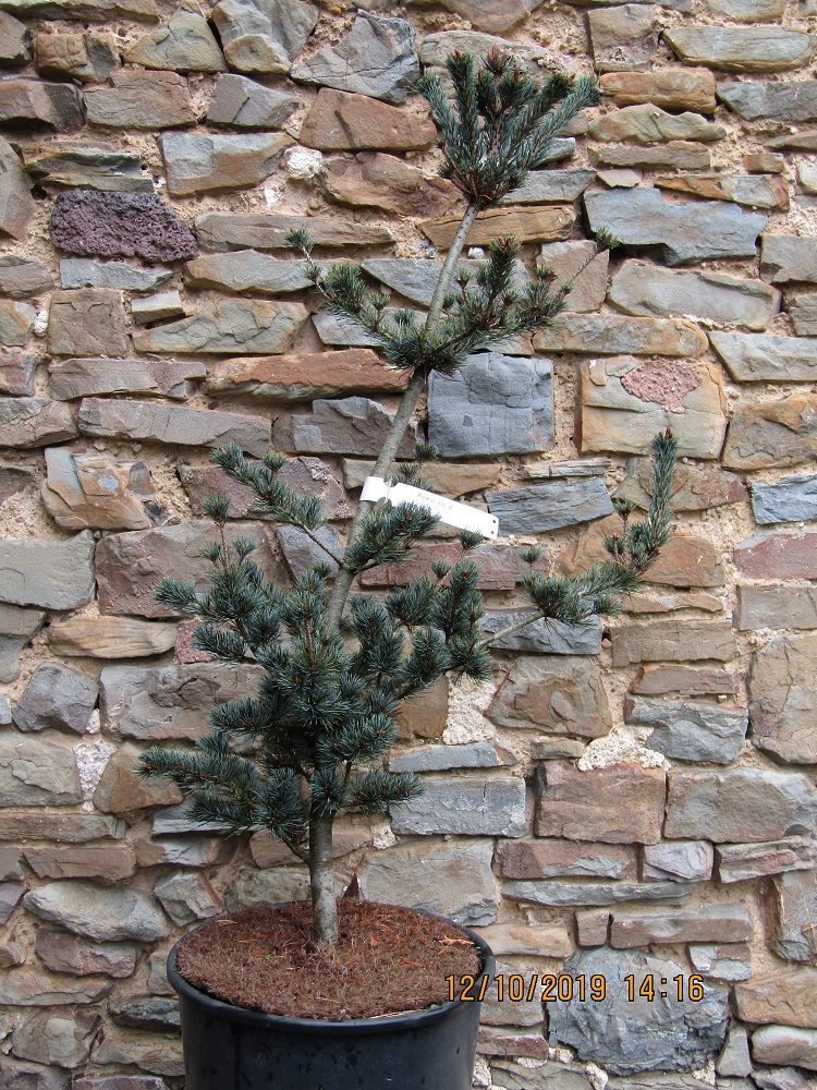 Pinus parviflora Koko-no-e 15L 130-140cm UNDER REVIEW