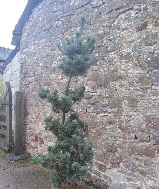 Pinus parviflora templehof 250-270x90 40L @20-25yrs 20-25yr old specimen Pinus parviflora templehof 250-270x90 40L @20-25yrs 20-25yr old specimen