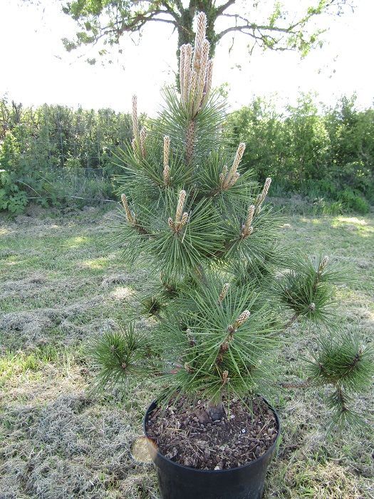Pinus thunbergii banshosho 15L 100-110X65cm EXACT ITEM OFFER