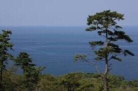 Pinus thunbergii, Japanese black pine 9.5L 130-145x85cm Pinus thunbergii, Japanese black pine 9.5L 130-145x85cm