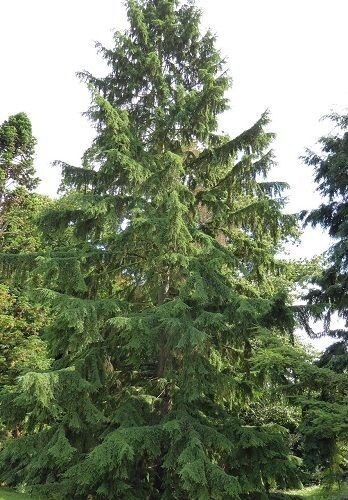 Tsuga heterophylla 240-250cm very fluffy