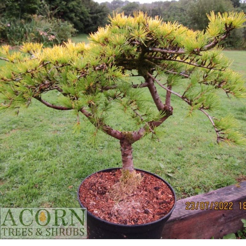 Cedrus deodara golden horizon bonsai, 15L 50-55x95cm iro 30yrs, EXACT ITEM ADDITIONAL PHOTOS