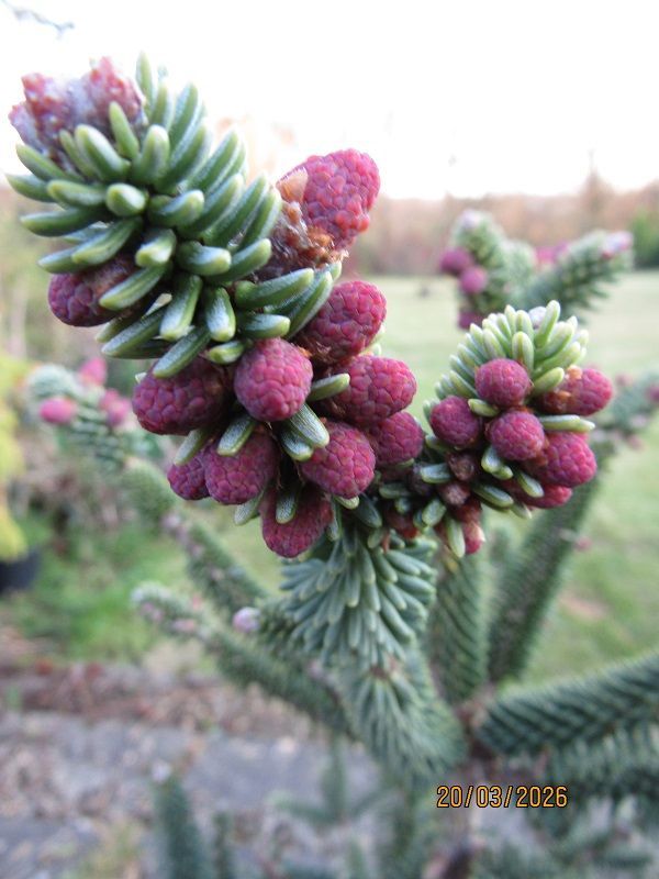Abies pinsapo fastigiata 7.5L 83cm EXACT ITEM PHOTOS WITH SPECIMEN EXAMPLE