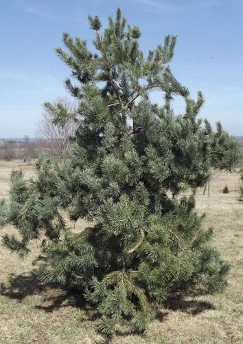 Pinus sylvestris bonna 20L 195-205cm, EXACT ITEM OFFER @20yrs old