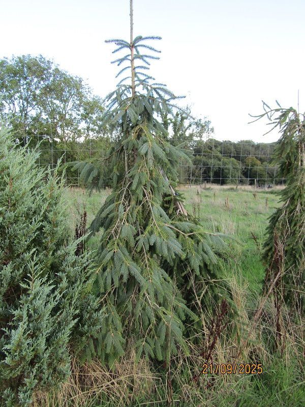Picea engelmannii bush's lace 53L 270-290X125cm 2" DIAM STEM @ 20yrs old