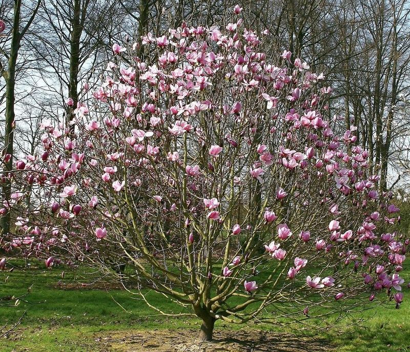 Magnolia Campbelli  80-90cm @ 6 years old