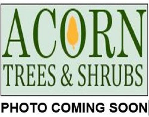 Pinus montezumae  10L 90-100cm