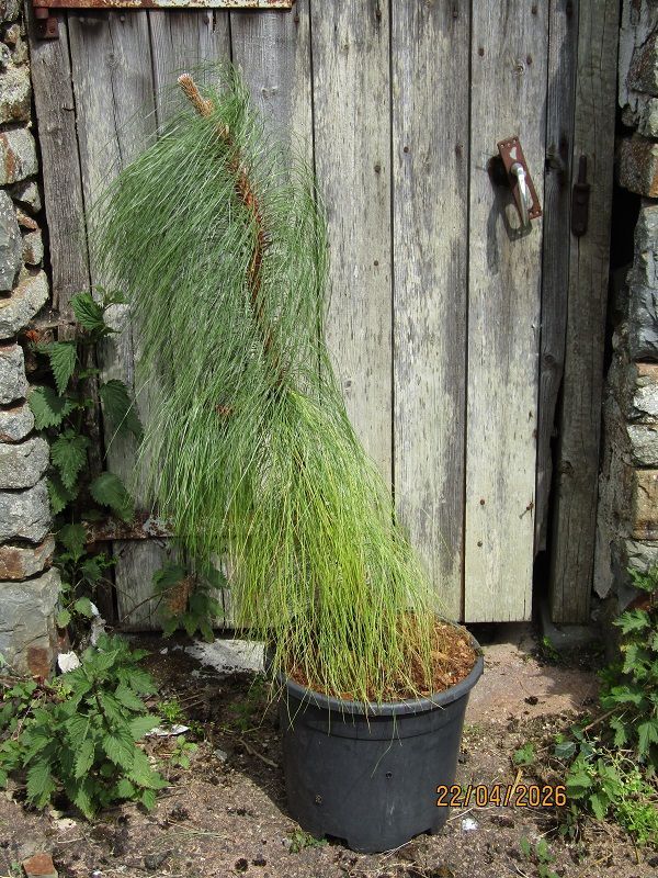 Pinus montezumae  10L 90-110cm