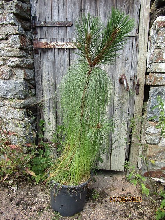 Pinus montezumae  20L 110-120cm