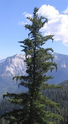 Pinus lambertiana, sugar pine, rose pot 10-15cm 3rd yr seedling