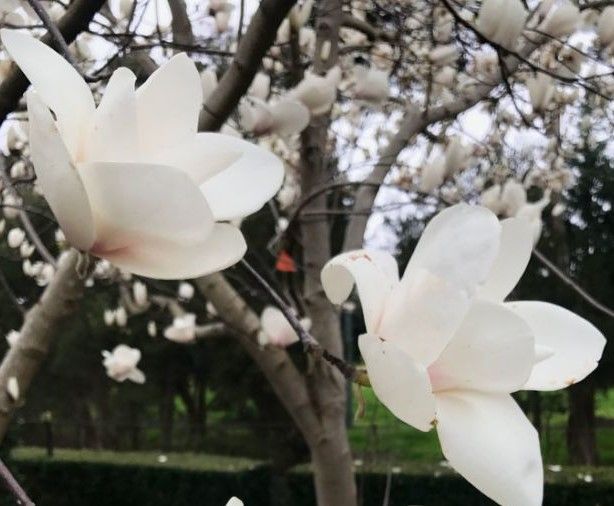 Magnolia denudata  6.5/7L 180-190cm