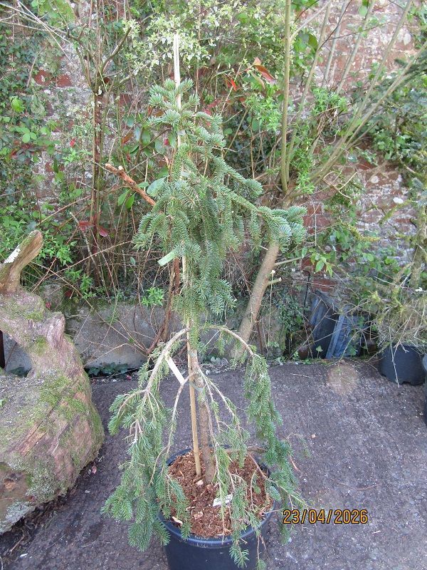 Picea koyamae Bedgebury cascade 20L 110-120x55cm Picea koyamae Bedgebury cascade 20L 110-120x55cm