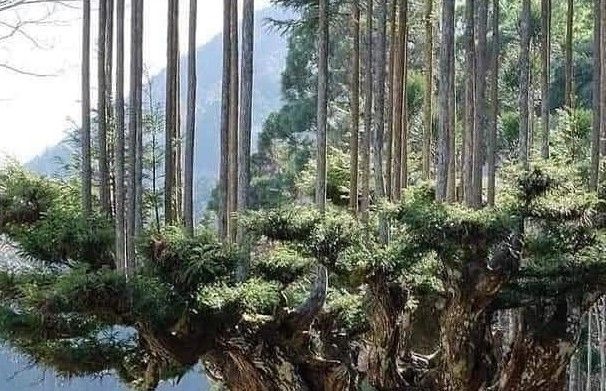 Cryptomeria kitayama dai 20L 150-160x85cm