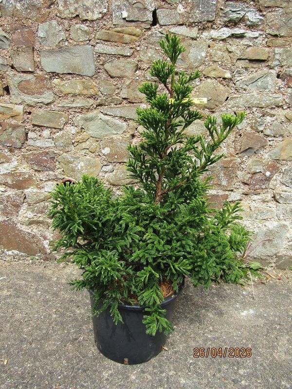 Cryptomeria japonica pipo 20L 75-85xup to 70cm