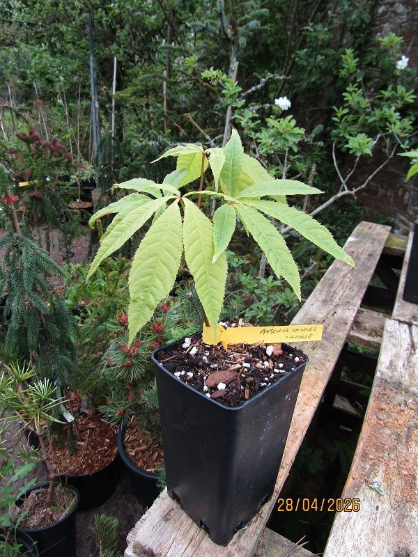 Aesculus chinensis seedling 1.4L rose pot 15-20cm