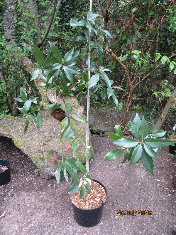 Quercus glauca, Blue oak, 10L 120-130cm, branched