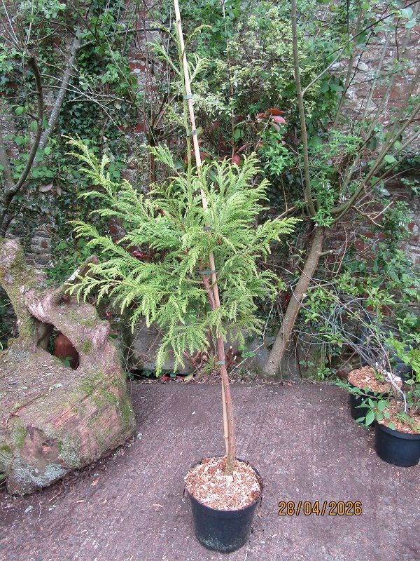 Cryptomeria japonica 10L 155-165cm feathered