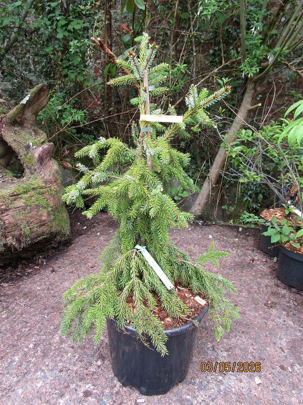 Picea omorika pendula 15L 75-85cm