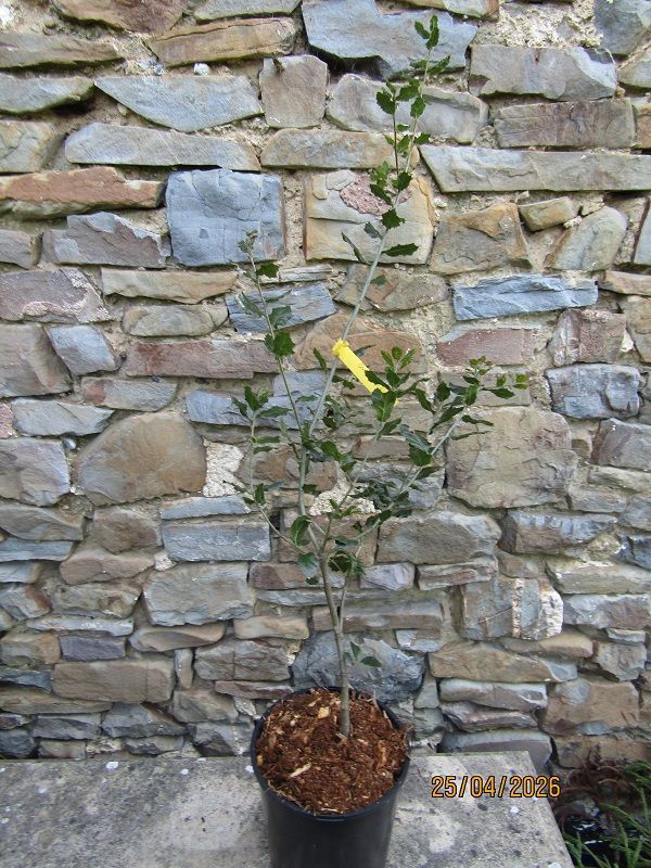 Quercus agrifolia, californian live oak 80-90cm