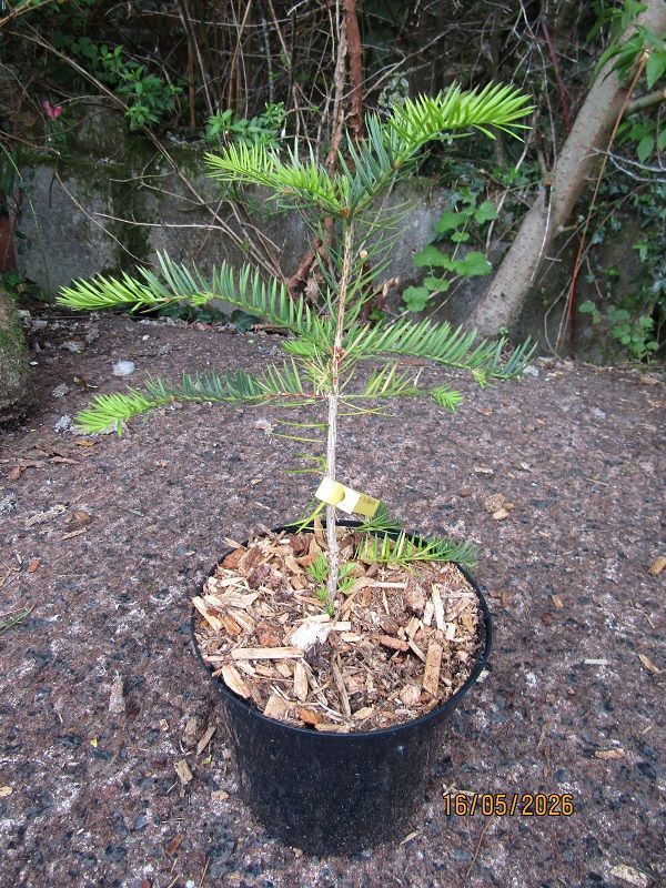 Torreya californica, California nutmeg 35-45cm
