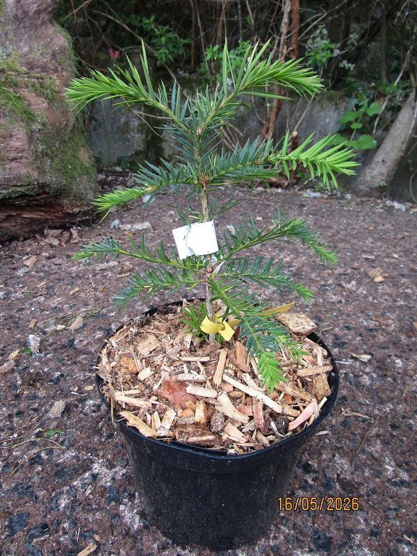 Torreya californica, California nutmeg 25-35cm